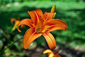 Image result for Orange Stargazer Lily