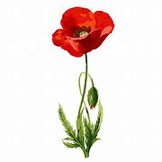 Image result for One Poppy Flower