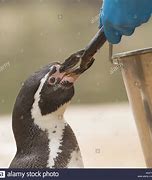 Image result for Linux Penguin Eating Fish