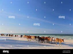 Image result for Cows in Zanzibar