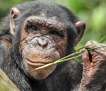 Image result for Chimpanzee Eating Grass