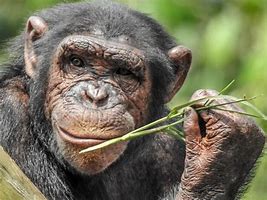 Image result for Chimpanzee Eating Meat