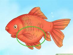 Image result for Newborn Goldfish