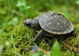 Image result for Red Spotted Turtle Food