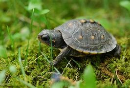 Image result for Turtle Sleeping