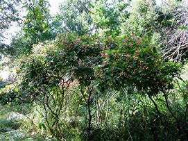 Image result for Grey Dogwood Bush