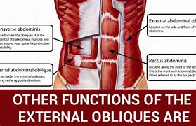 Image result for External Oblique Muscle