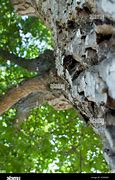 Image result for Tree Bark From Worms Eye View