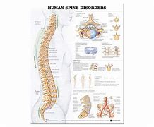 Image result for Spinal Chart Hand Out