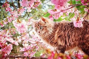 Image result for Cute Spring Cats