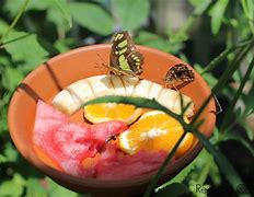 Image result for Butterfly Feeder Bowl