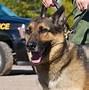 Image result for K9 Police Dogs