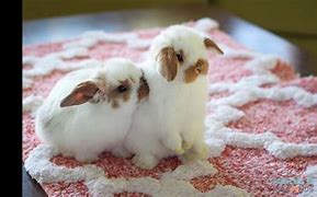 Image result for Cute Baby Bunnies Holland Lop