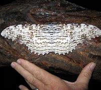 Image result for Witch Moth