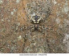 Image result for Spiders That Camouflage