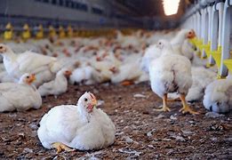 Image result for Chicken Poultry