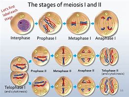 Image result for Meiosis 1 vs 2