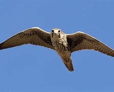 Image result for Bumble Foot in Prairie Falcon