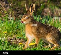 Image result for Young Hare Copy