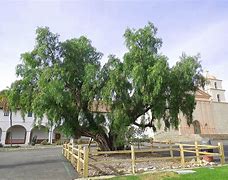 Image result for California Maple Tree