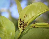 Image result for Black Bugs On Lemon Tree