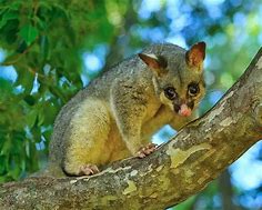 Image result for Brushtail Possum