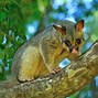 Image result for Bald Possum