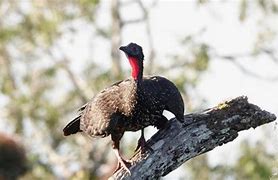 Image result for Crested Guan Bird