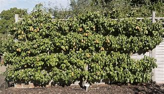 Image result for Espalier Pear Tree