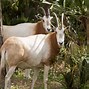 Image result for Wild Scimitar-Horned Oryx