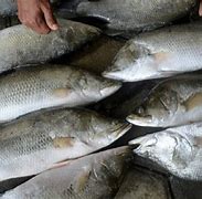 Image result for Ikan Kakap Kalimantan Barat