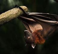 Image result for Bat Wallpaper HD