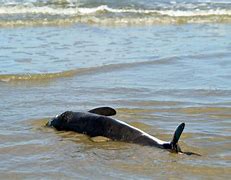 Image result for Dead Harbour Porpoise