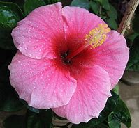 Image result for Questions Pink Flower