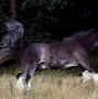 Image result for Light Bay Roan