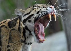 Image result for Clouded Leopard Tail