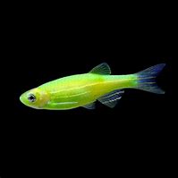 Image result for Green Zebra Fish