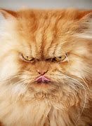 Image result for Angry Cat Funny