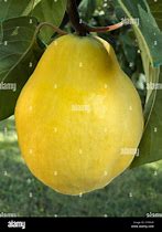 Image result for Odd Shaped Pear