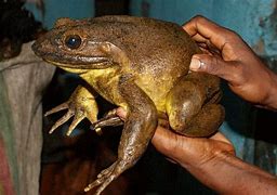 Image result for Ketam Dua Alam