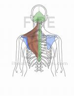 Image result for Inferior Trapezius