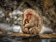 Image result for Macaque Cute