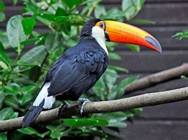 Image result for Toucan Bird Action