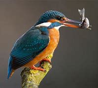 Image result for Kingfisher Wallpaper 4K