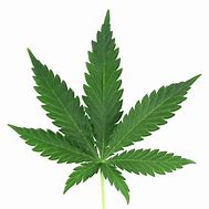 Image result for Transparent Marijuana Leaf Clip Art