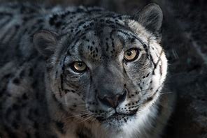 Image result for Snow Leopard Face