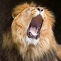 Image result for Male Lion Roar