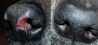 Image result for Discoid Lupus Dog Nose