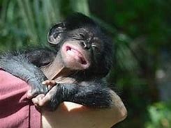 Image result for 1 Year Old Chimp