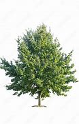 Image result for Rustic White Oak Background